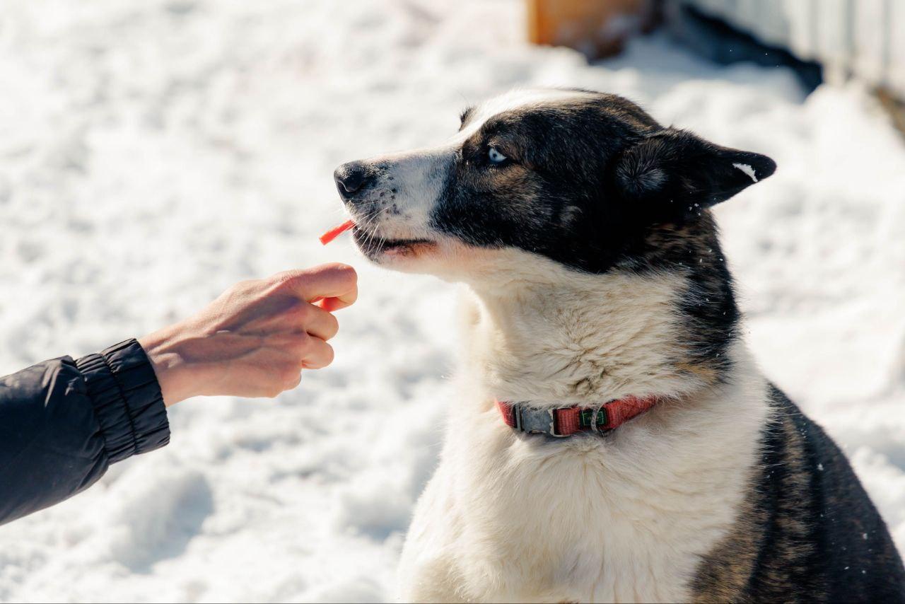Фото Медиаволонтеры СГУГиТ помогли четвероногим подопечным приюта «Верность» в поисках своего дома 3